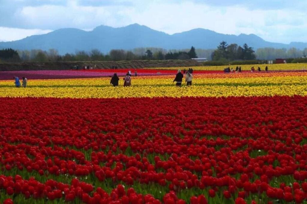 Colorful tulip fields in Skagit Valley during the spring festival.