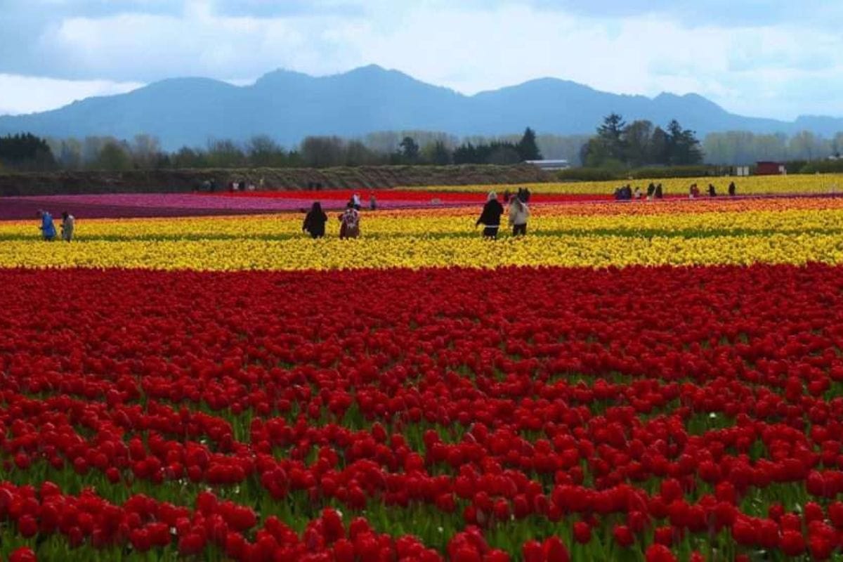 Colorful tulip fields in Skagit Valley during the spring festival.