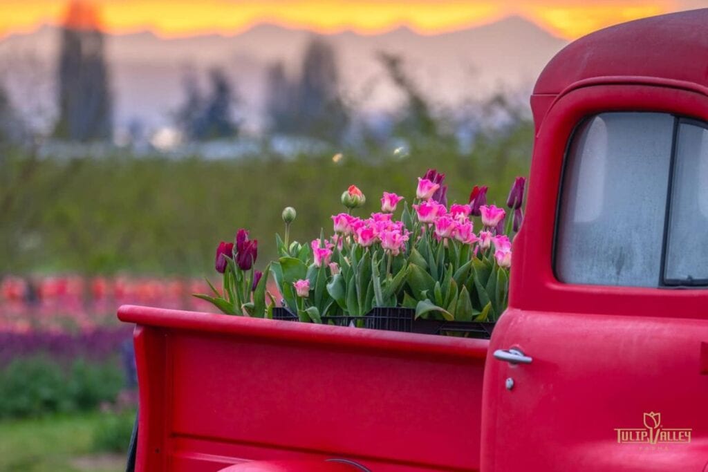Spring tulips blooming in a vintage red truck bed at sunset.