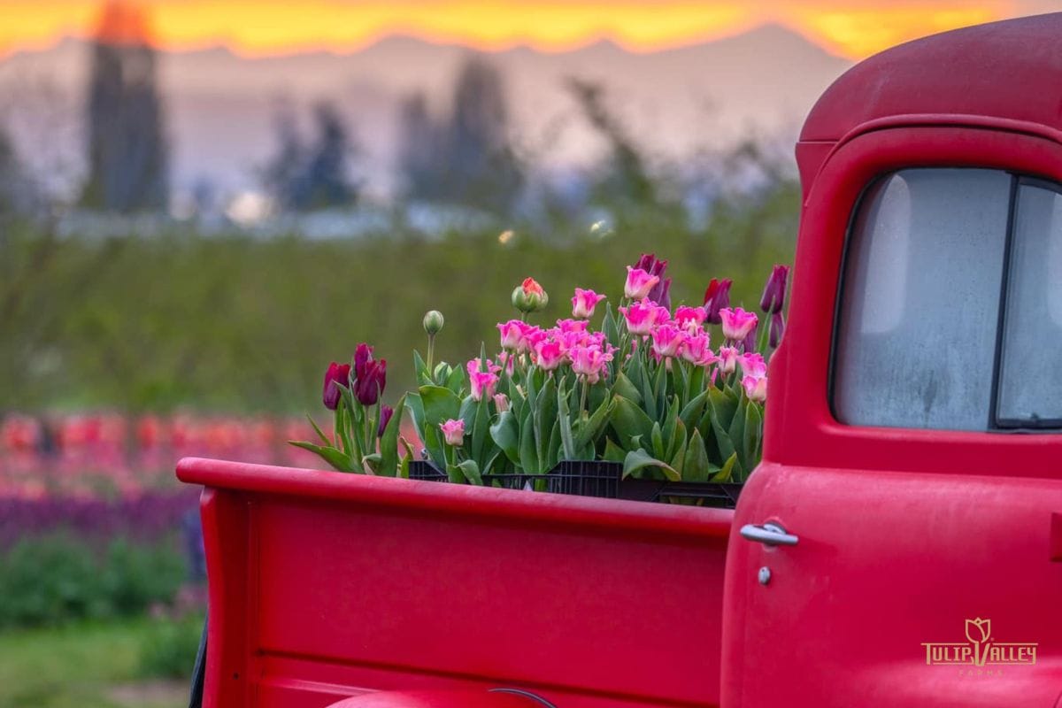 Spring tulips blooming in a vintage red truck bed at sunset.