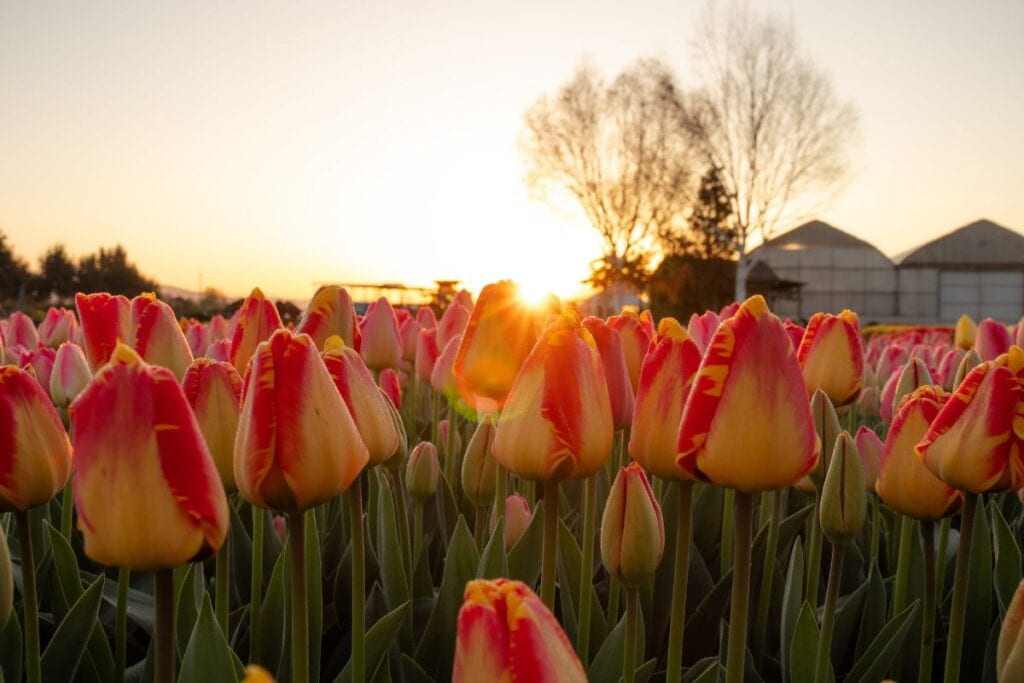 Beautiful tulip fields at Skagit Valley during spring bloom.