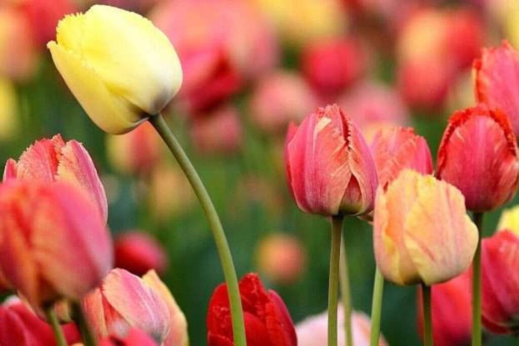 Beautiful tulips blooming at Skagit Valley Tulip Festival.