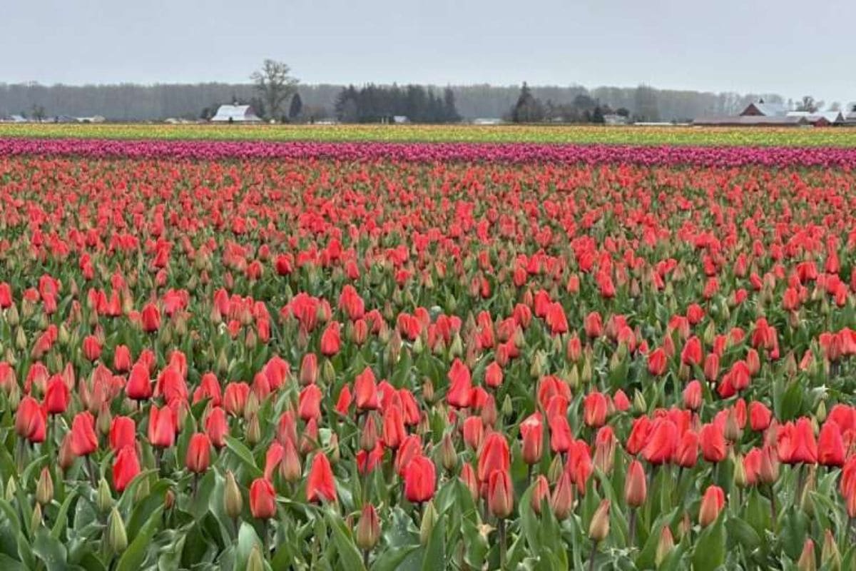 Vibrant red tulips blooming in Skagit Valley during the Tulip Festival.