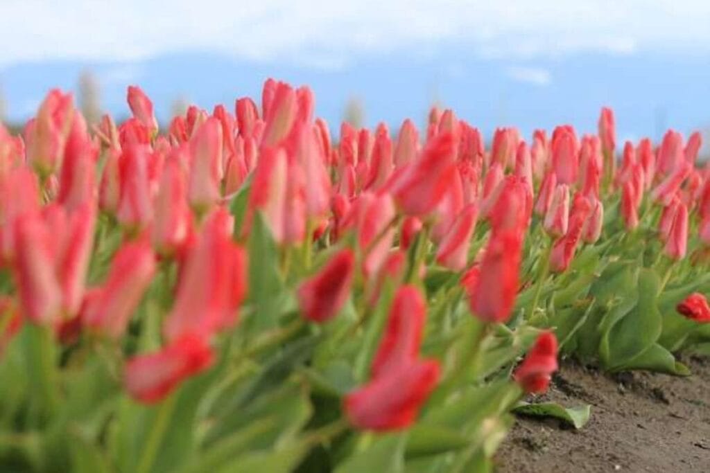 Vibrant pink tulips at Skagit Valley Tulip Festival.