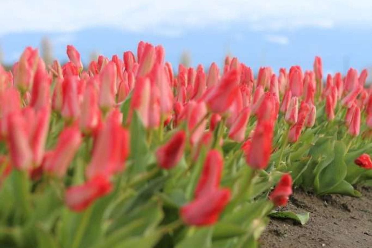 Vibrant pink tulips at Skagit Valley Tulip Festival.