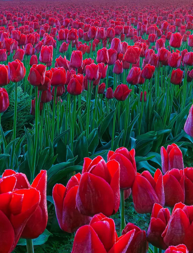 field of red tulips with frost on them