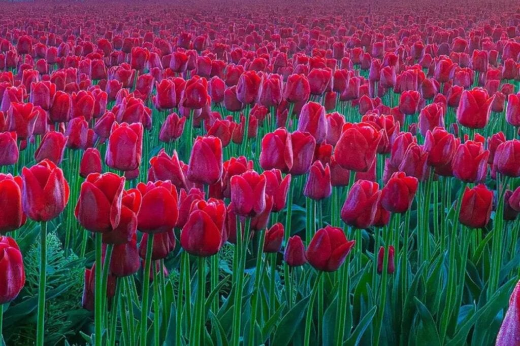 Bright red tulips blooming in a vast field during Skagit Valley Tulip Festival.