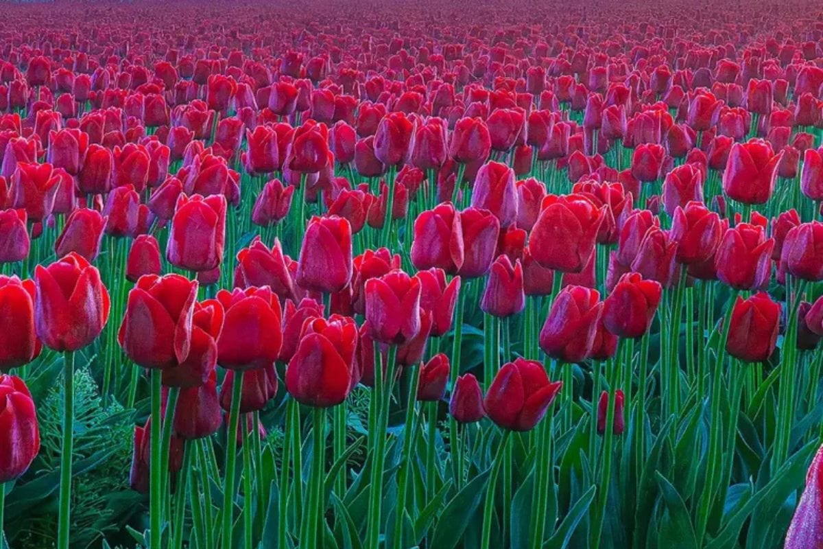 Bright red tulips blooming in a vast field during Skagit Valley Tulip Festival.