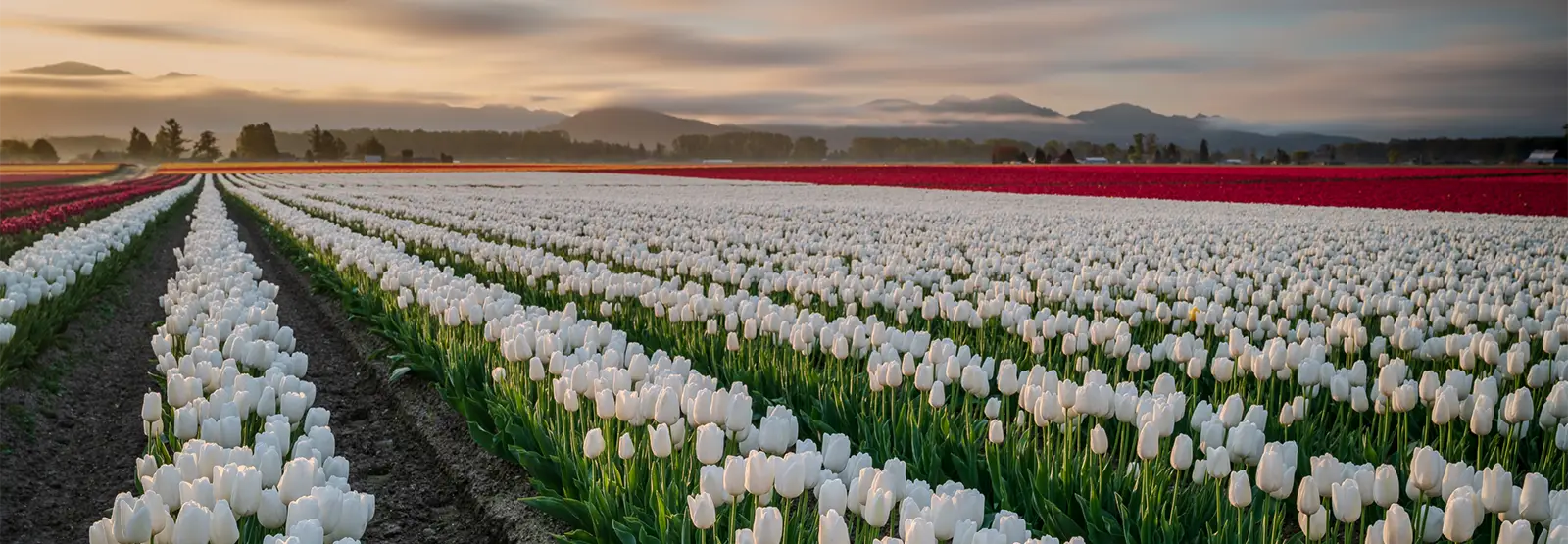 Skagit White and Red Tulip Fields