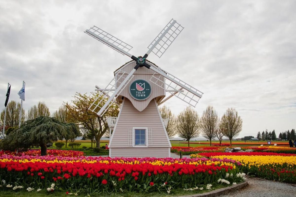 aerial view of tulip fields