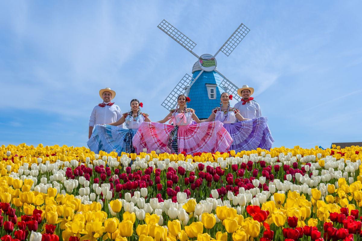 aerial view of tulip fields