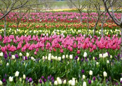 Colorful tulip rows beneath trees at Tulip Valley Farms
