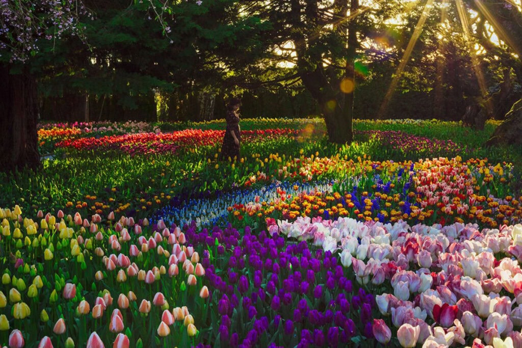Woman walking through a woodland garden of rainbow-colored tulip beds as sunbeams filter through tall trees at the Skagit Valley Tulip Festival, captured by photographer Lece Coty.