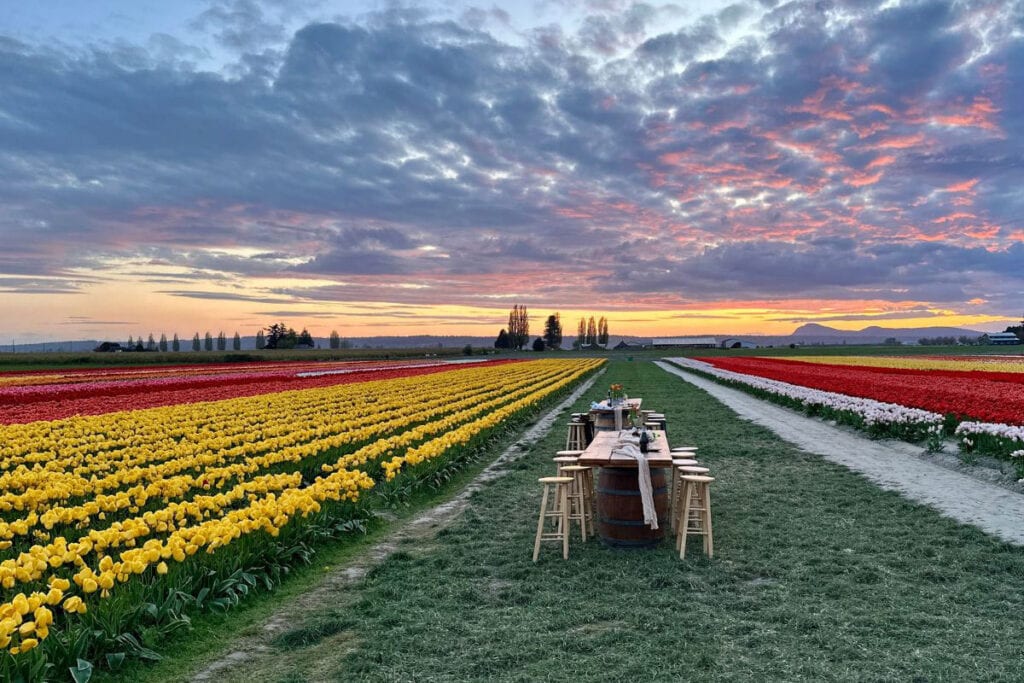 Scenic sunset view with a table set among tulip fields at Tulip Town during the Skagit Valley Tulip Festival