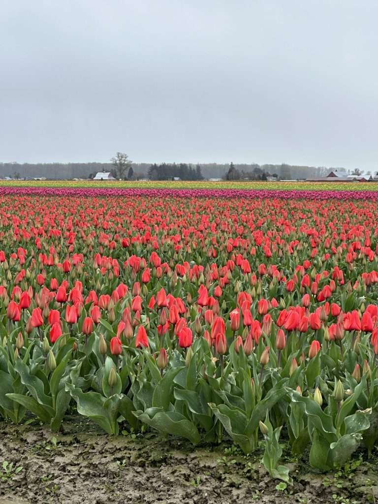 red tulips
