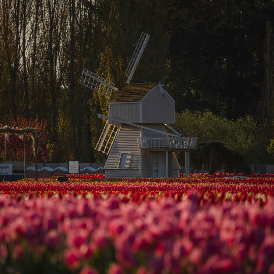 Tulip Field Image