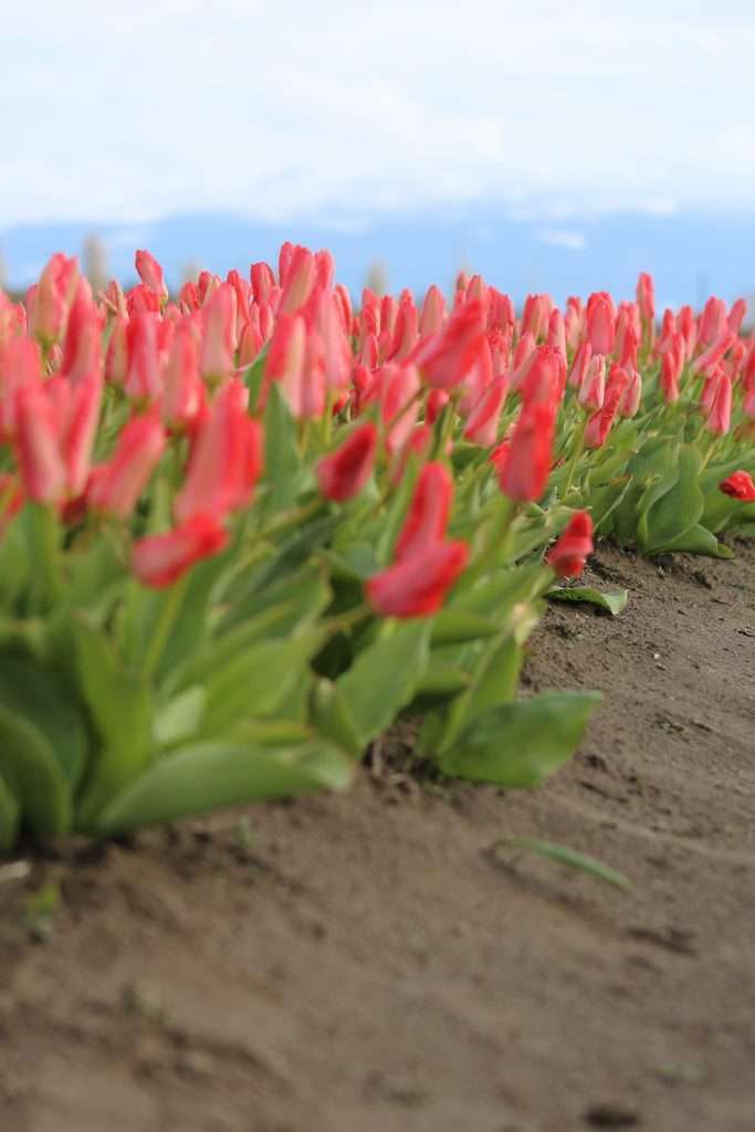 red tulips