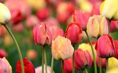 Ticketing for 2023 Skagit Valley Tulip Festival available for four garden venues