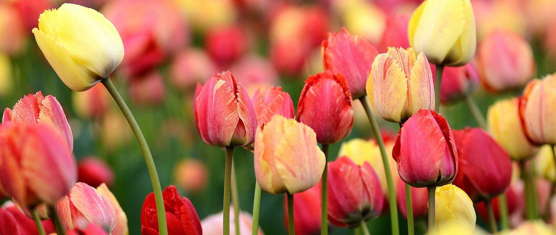 history orange tulips