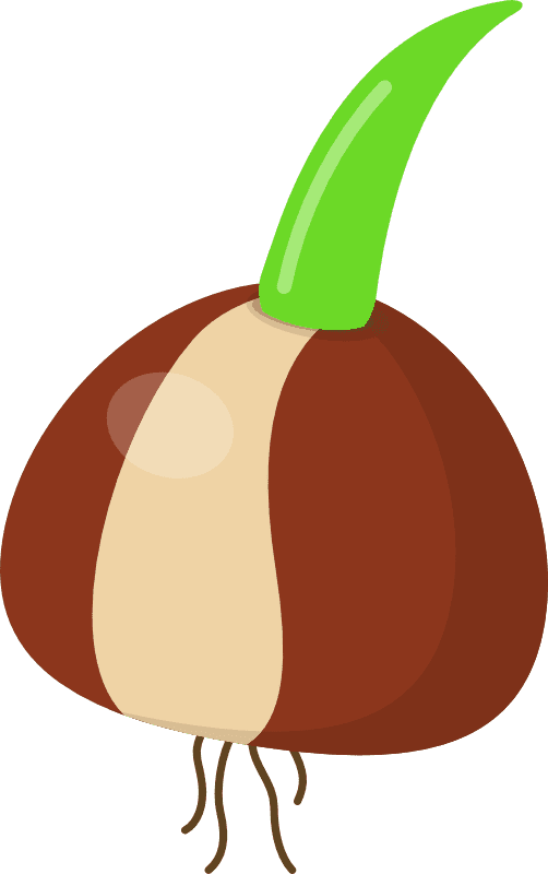 Stage 1 of a blooming tulip