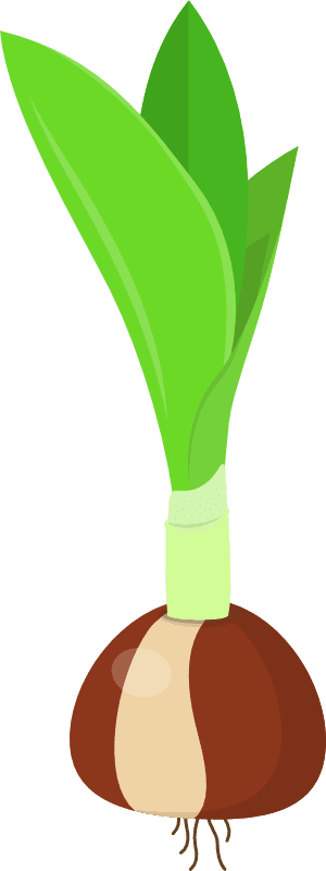 Stage 3 of a blooming tulip