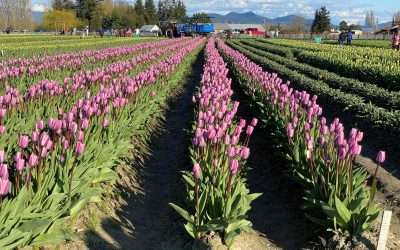 Tulips are here!!! We’ve got oodles of tulips for you to see and more are still to come!