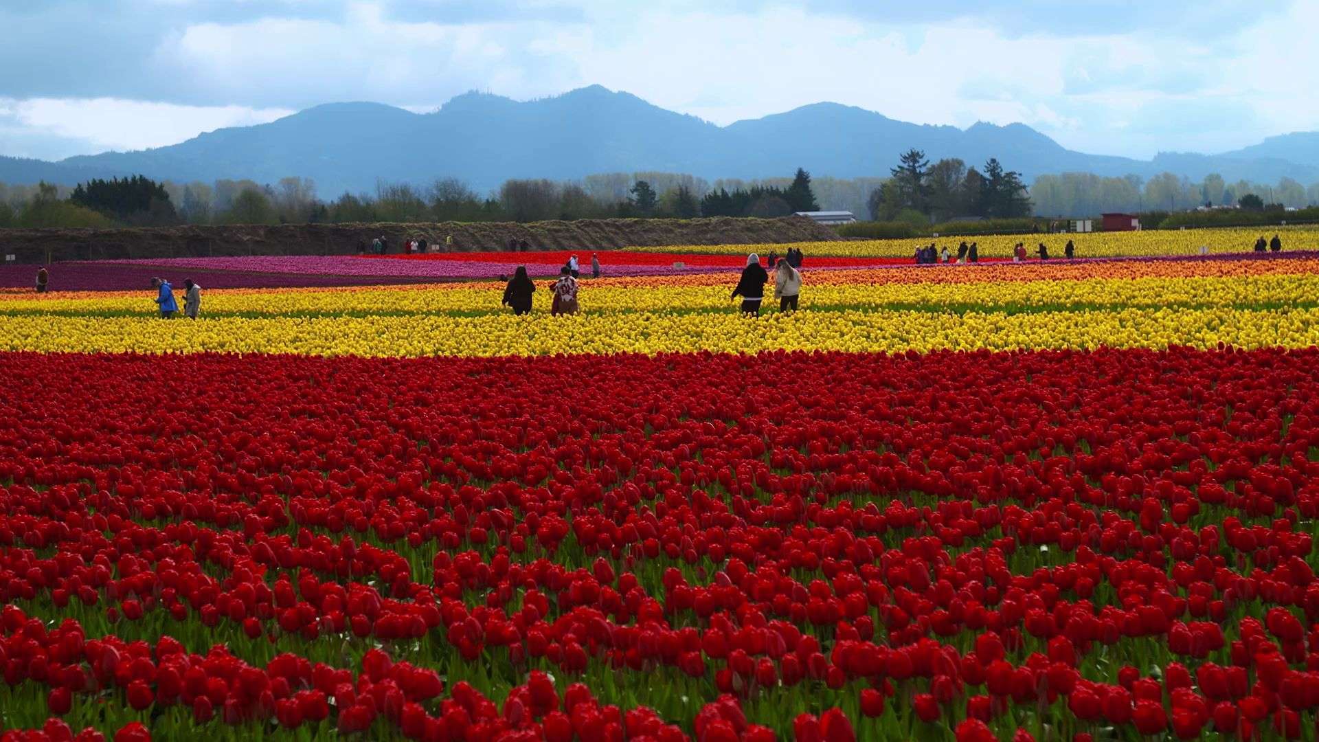 Washington Grown Video highlights Skagit Valley Tulip Growers