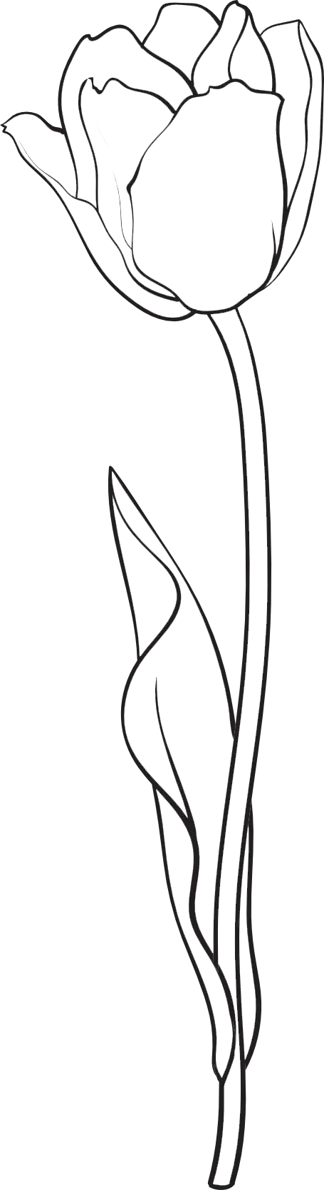tulip-2 black and white drawing of a tulip