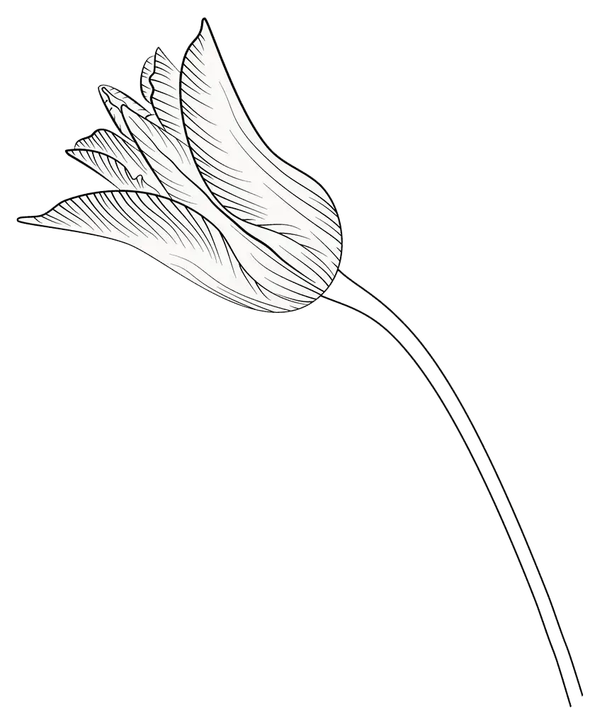 black and white drawing of a tulip