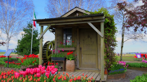 a wood shack near tulips