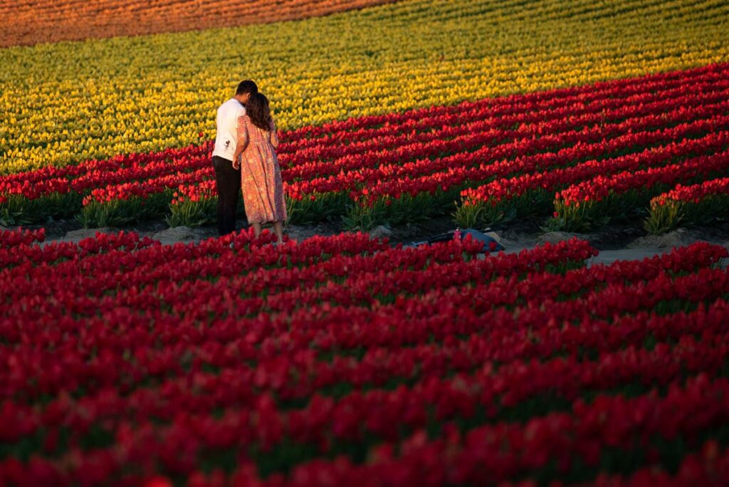 Couple standing close together in the tulip fields at RoozenGaarde at sunset during a romantic weekend itinerary in Skagit Valley.