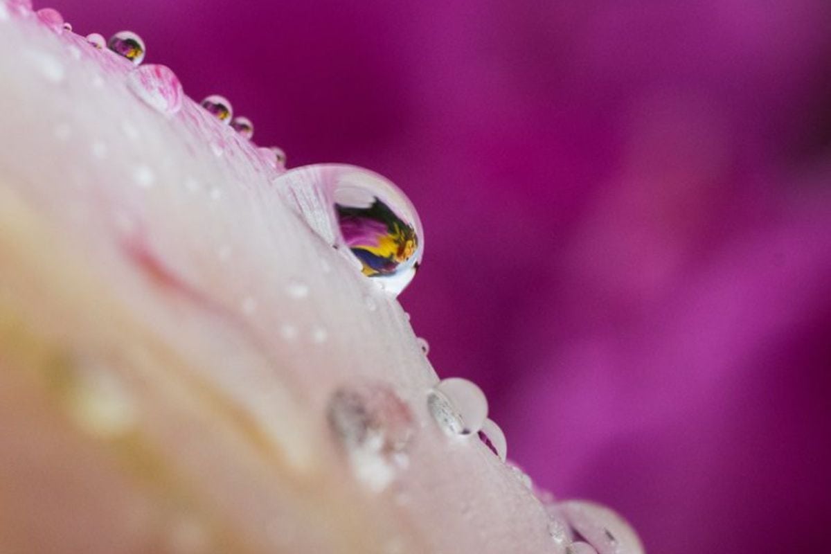 Close-up of dew drops on a white tulip petal with a purple background at Skagit Valley Tulip Festival.
