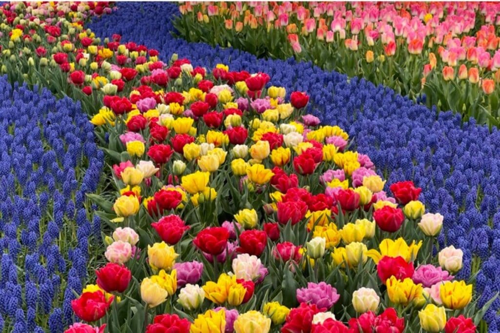 Colorful tulip fields at Skagit Valley Tulip Festival in full bloom.