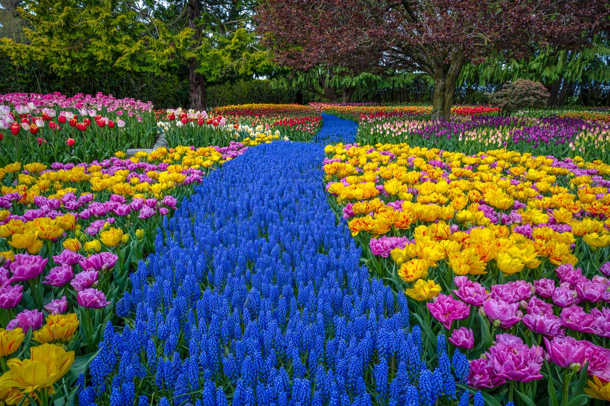 RoozenGaarde-(1) Tulip Field Image