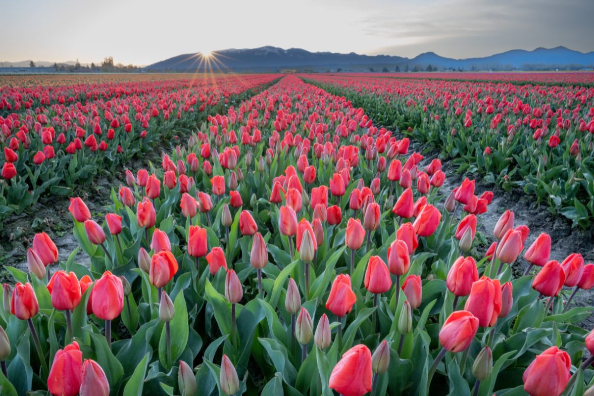 RoozenGaarde Tulip Fields at Sunrise pink white and red tulip fields