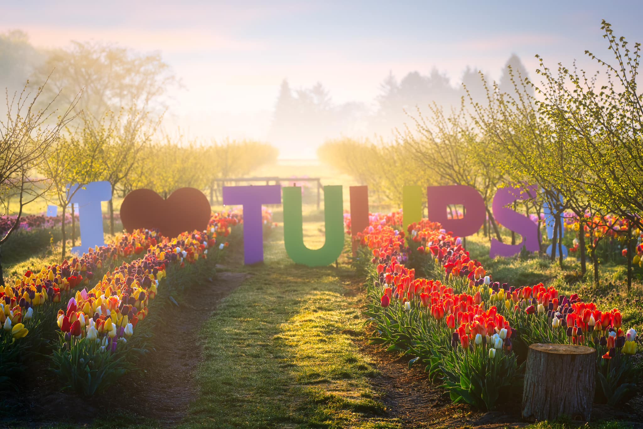 Tulip Valley Farms: The Valley’s Only U-Pick Tulip Field