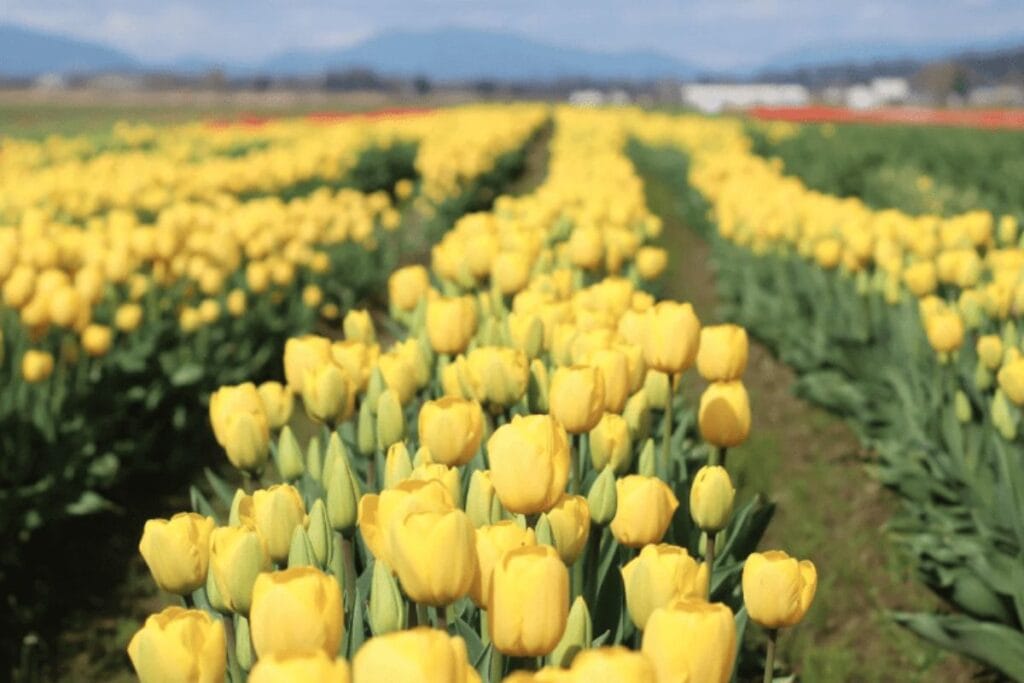 Bright yellow tulips planted in rows at Skagit Valley during the tulip festival.