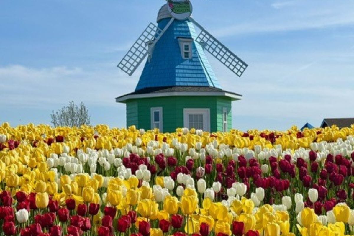Blue-and-green windmill rising above red, yellow, and white tulips at Garden Rosalyn during the Skagit Valley Tulip Festival