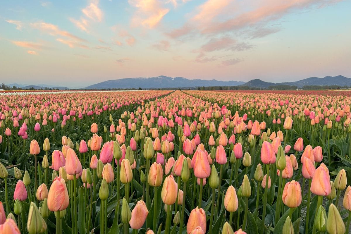 Rows of pink tulips lead to the horizon with a mountain and sunset in the background.