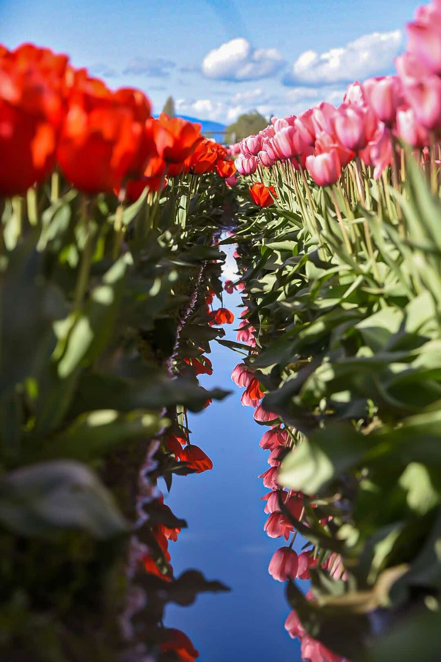 Tulip Field Image