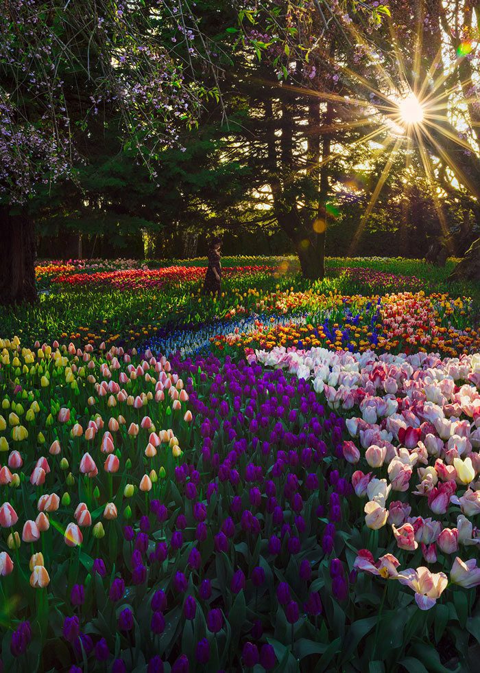 aerial view of tulip fields