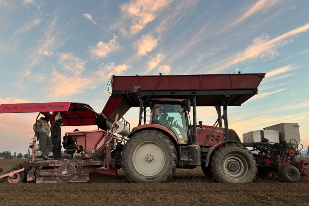 A red tractor sits in a tulip field in front of a sunset.