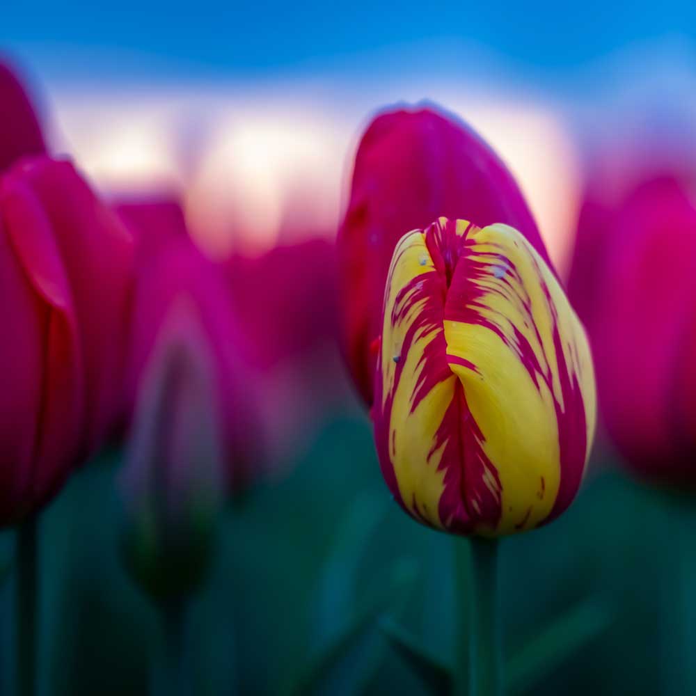 aerial view of tulip fields