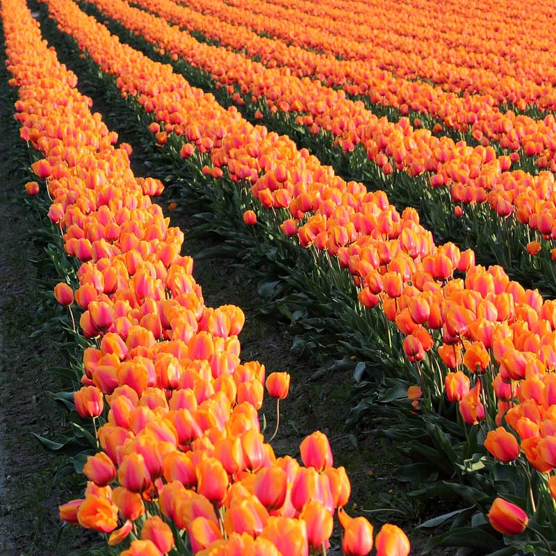 aerial view of tulip fields