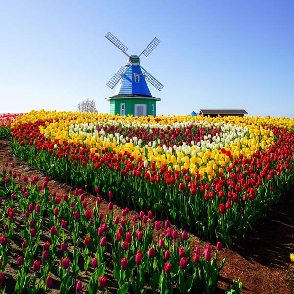 aerial view of tulip fields