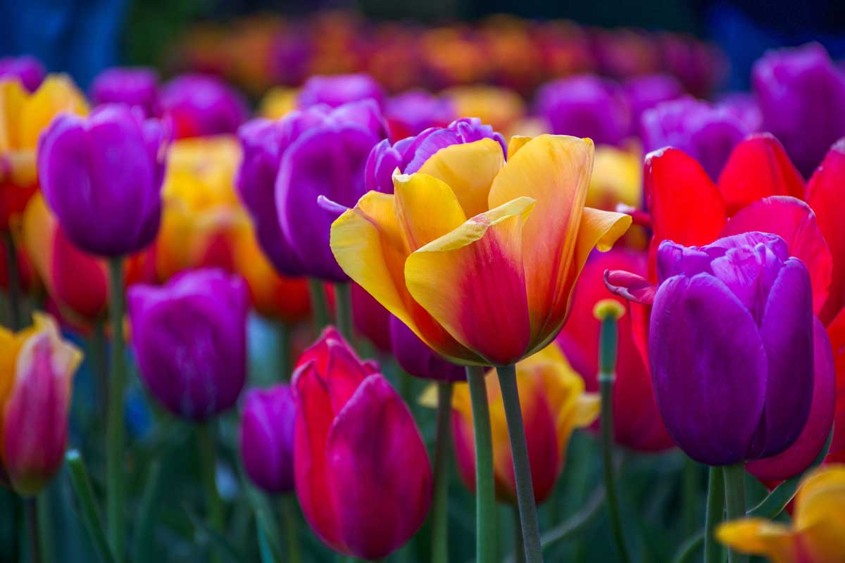 Emerita-L-Wheeling-close-up Tulip Field Image
