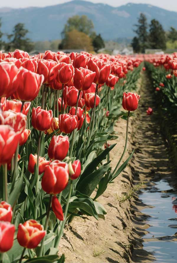 Marshall-Lewis---2025