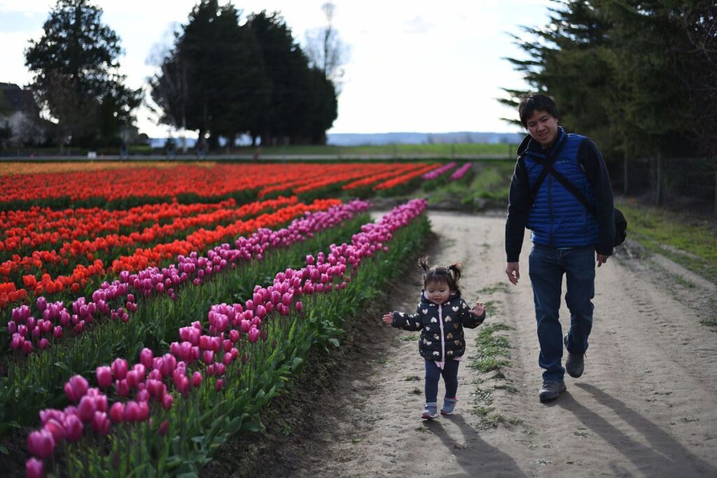 Father and young child walking beside colorful tulip rows at RoozenGaarde during the Skagit Valley Tulip Festival.