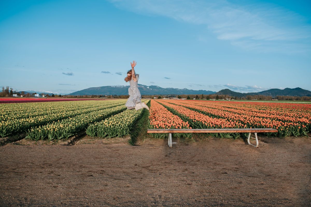 Tulip Field Image