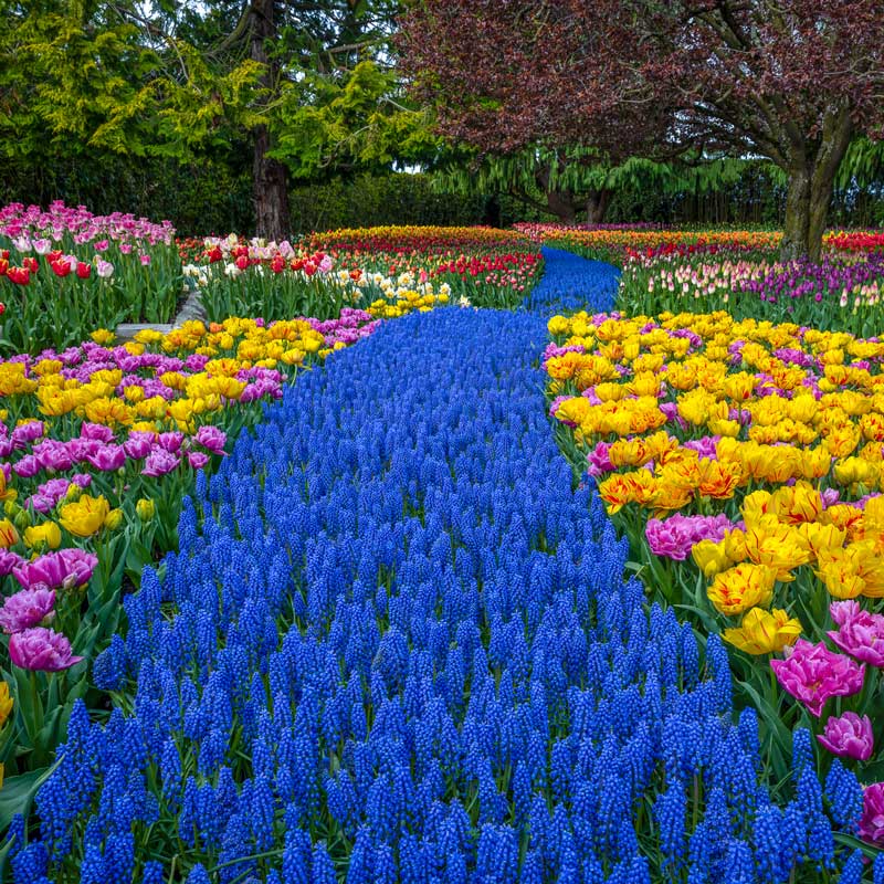 aerial view of tulip fields